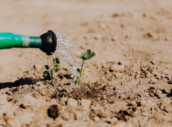 Unlocking Adoption of Drought Index Insurance and Supplemental Irrigation